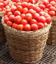 tomatoes.webp